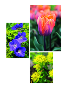 Signs of Spring. 1 (top right) Tulipa 'Prinses Irene' 2 (left) Geranium 'Brookside' 3 (bottom right) Euphorbia epithymoides 'Major'. Picture credits: Jason Ingram (1,3) Clive Nichols (2)