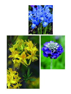 Spring Turns to Summer. 1 (bottom left) Rhododendron luteum 2 (bottom right) Primula capitata subsp. Mooreana 3 (top) Iris histrioides ‘Lady Beatrix Stanley’. Picture credits: © Andrea Jones/Garden Exposures Photo Library (1, 2) GAP Photos (3)