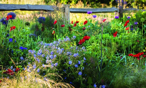 High Summer. The bright blooms of self-seeding poppies light up a summer border where the vigorous Geranium pretense ‘Mrs Kendall Clark’ flowers between feathery plumes of bronze fennel (Foeniculum vulgare ‘Giant Bronze’). Horticultural photographs by Claire Takacs