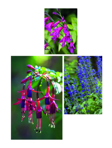 High Summer. 1 (bottom left) Fuchsia magellanica 2 (bottom right) Salvia 'Indigo Spires'; 3 (top) Gladiolus communis subsp. byzantinus.Picture credits: Claire Takacs (1) GAP Photos: Martin Hughes-Jones (2) Pernilla Bergdahl (3)