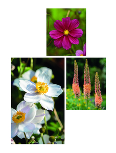 Into Autumn. 1 (top right) Aconitum carmichaelii 'Arendsii' (Monkshood) 2 (left) Ferula communis (Giant fennel) 3 (bottom right) Euonymus planipes 'Sancho'; (Spindle). Picture credits: Clive Nichols (1); Andrea Jones/Garden Exposures Photo Library (2) Alamy Stock Photo: John Richmond (3)