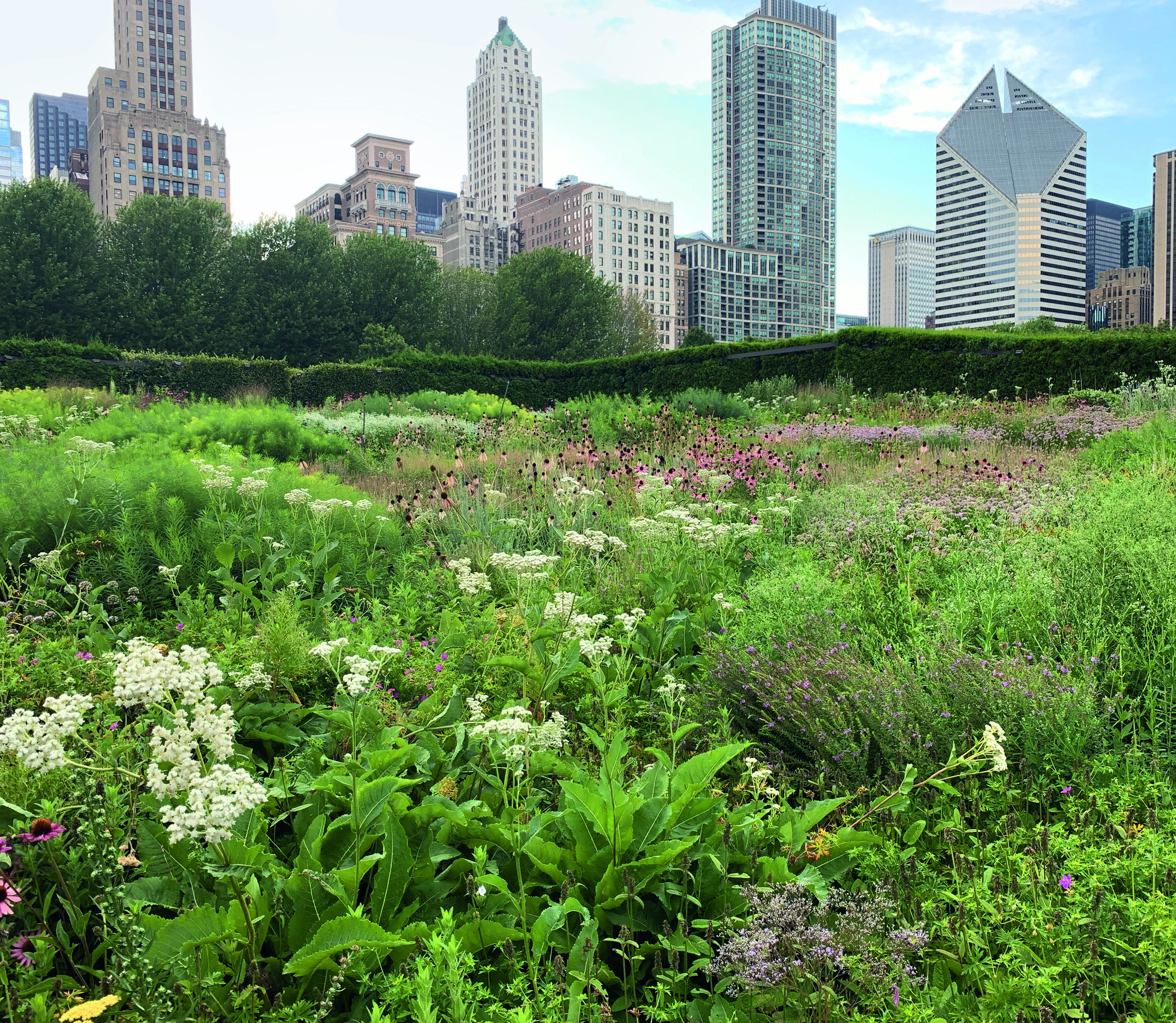 Garden star/ artist Piet Oudolf on climate change, working with starchitects and his increasingly complex planting schemes