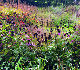 Maximilian Park, Hamm, Germany, 2011 (original plantings) - 2018 (long border added). Picture credit: courtesy and © Piet Oudolf