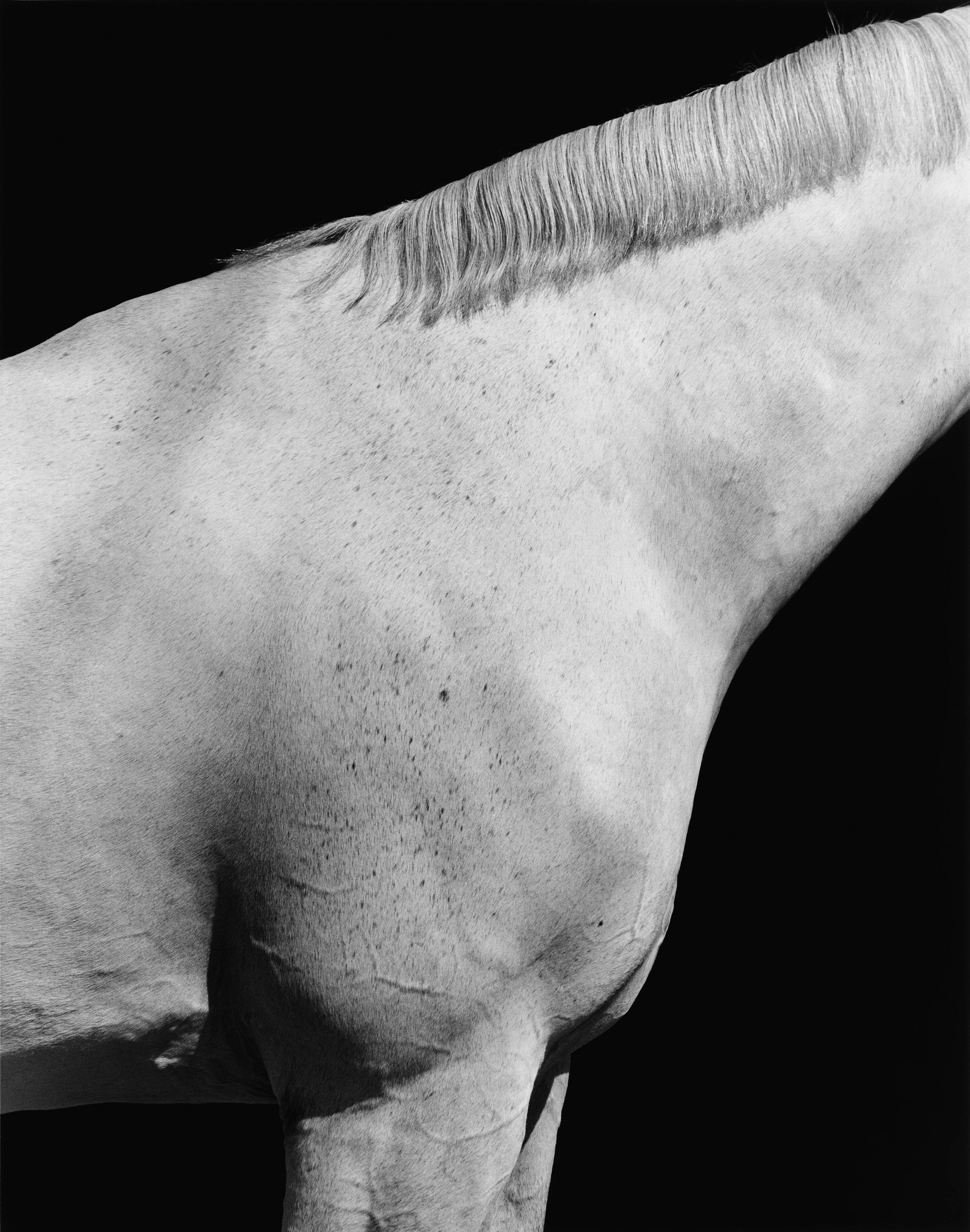 Steven Klein’s deep, unnerving love of horses