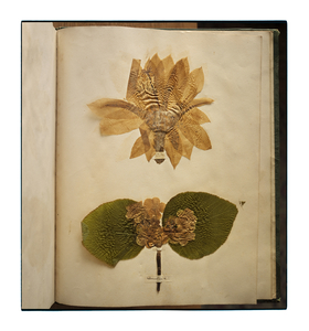 Emily Dickinson’s herbarium, Houghton Library, Harvard University, Cambridge, Massachusetts, 2010. © Annie Leibovitz. From ‘Annie Leibovitz at Work’