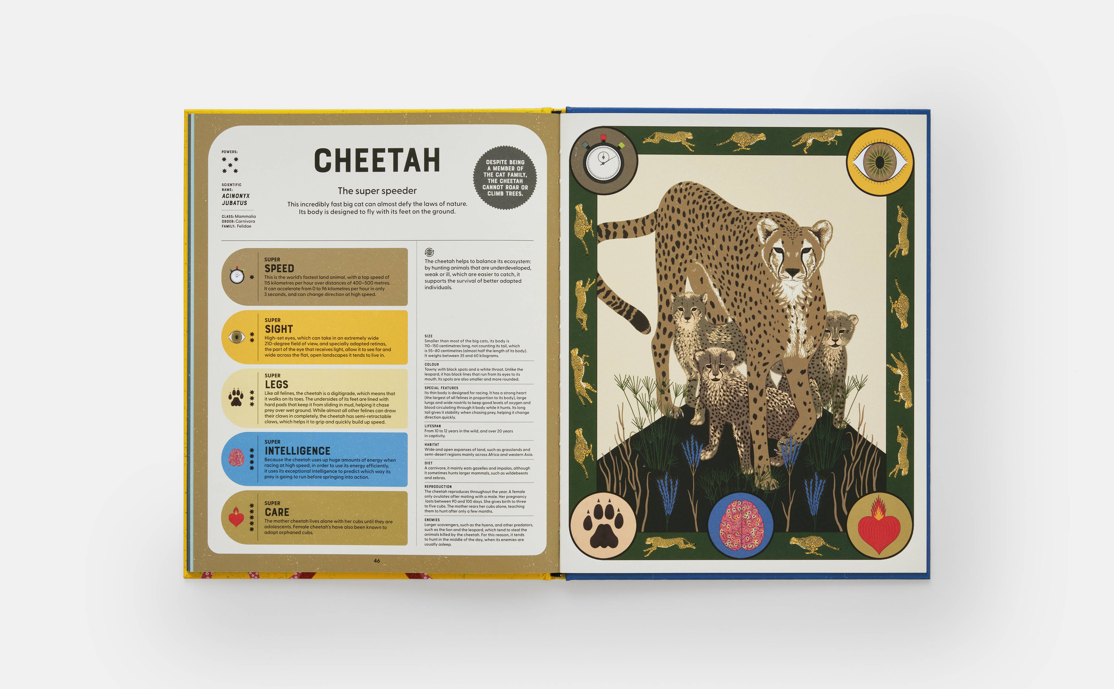 Meet the Phaidon Kids illustrator -Sonia Pulido