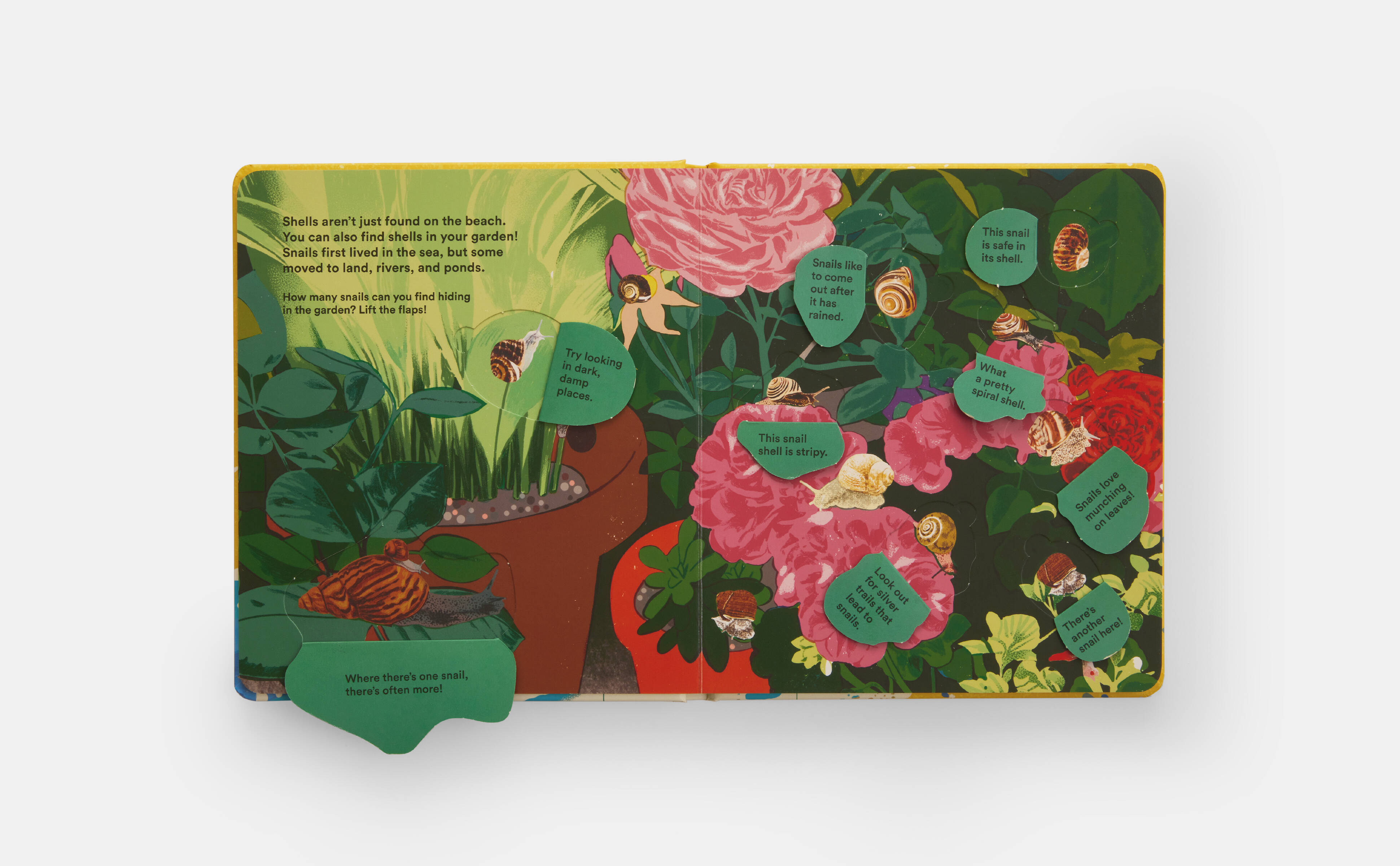 Meet the Phaidon Kids author - Helen Scales
