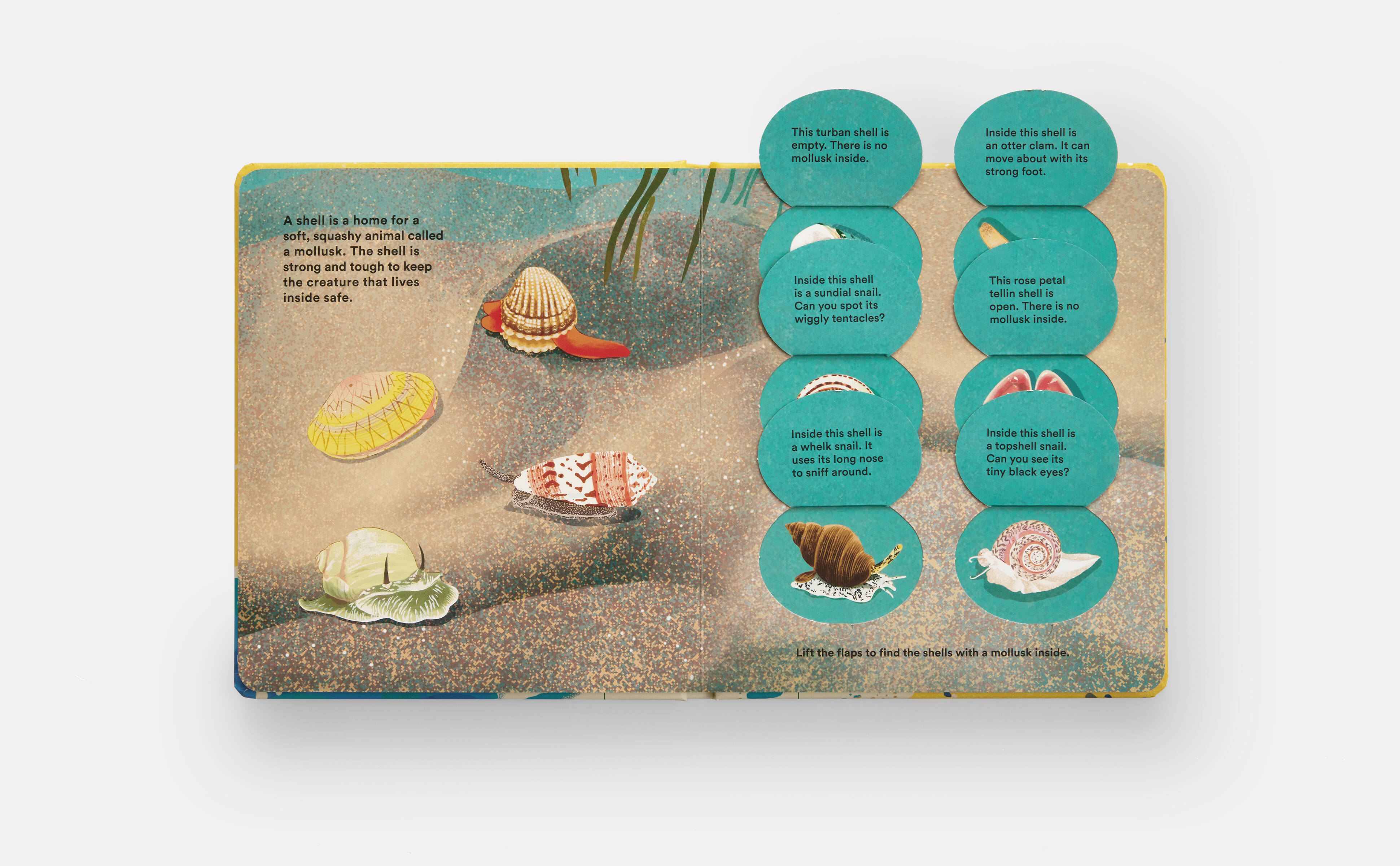 Meet the Phaidon Kids author - Helen Scales