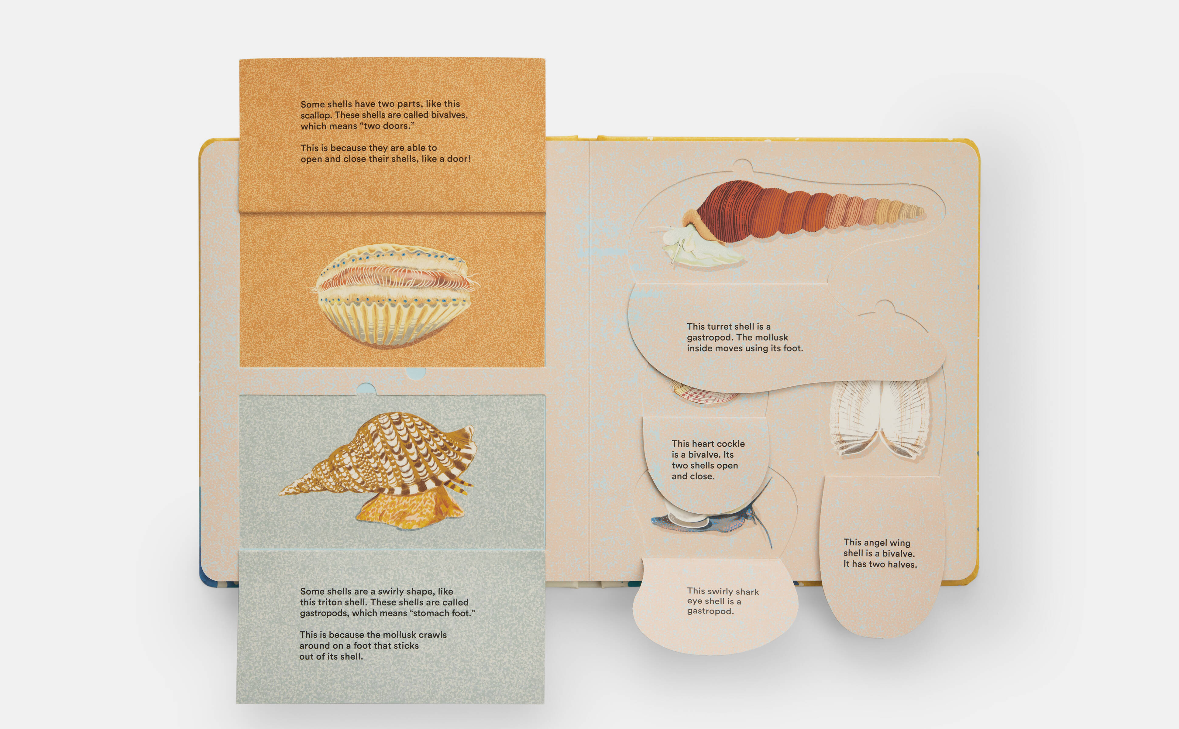 Meet the Phaidon Kids author - Helen Scales