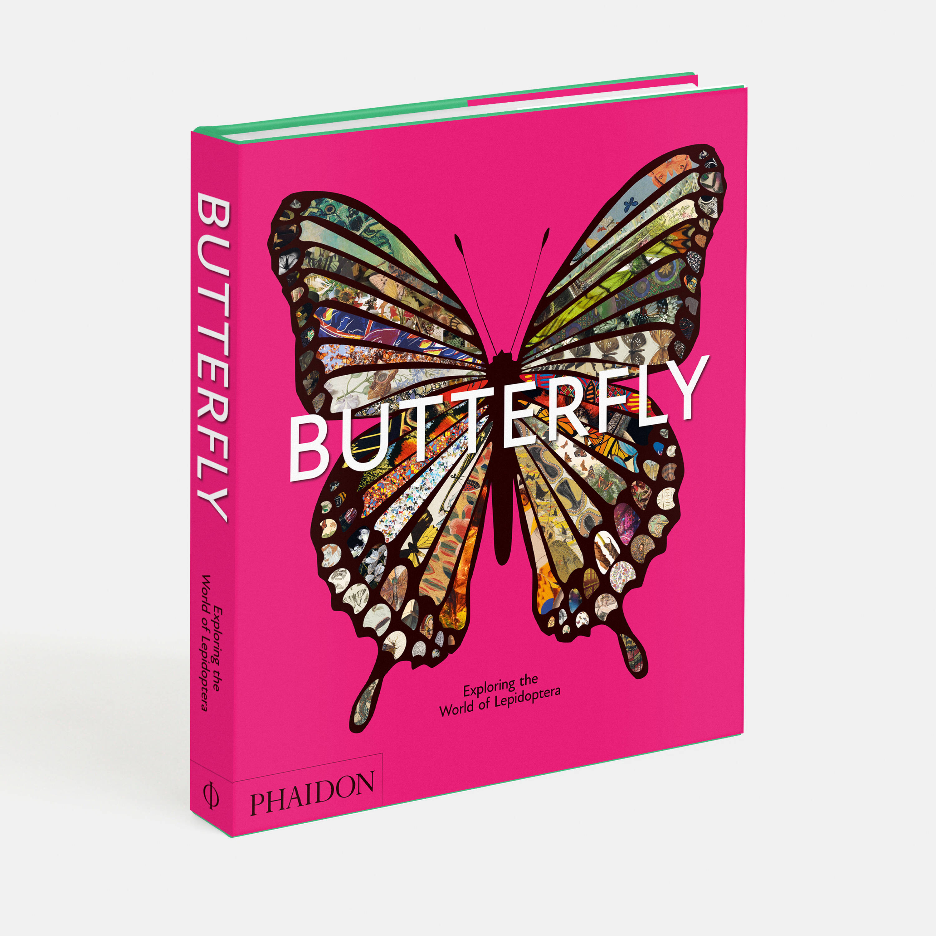 Butterfly rough