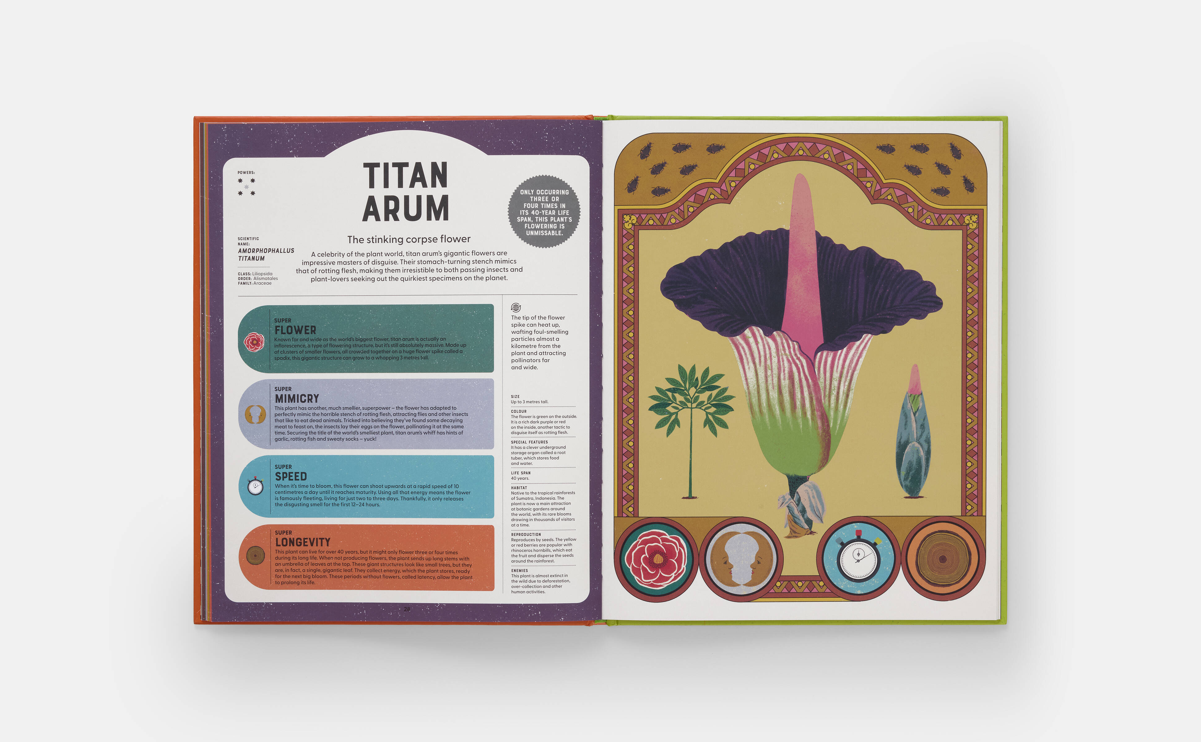 Meet the Phaidon Kids illustrator -Sonia Pulido