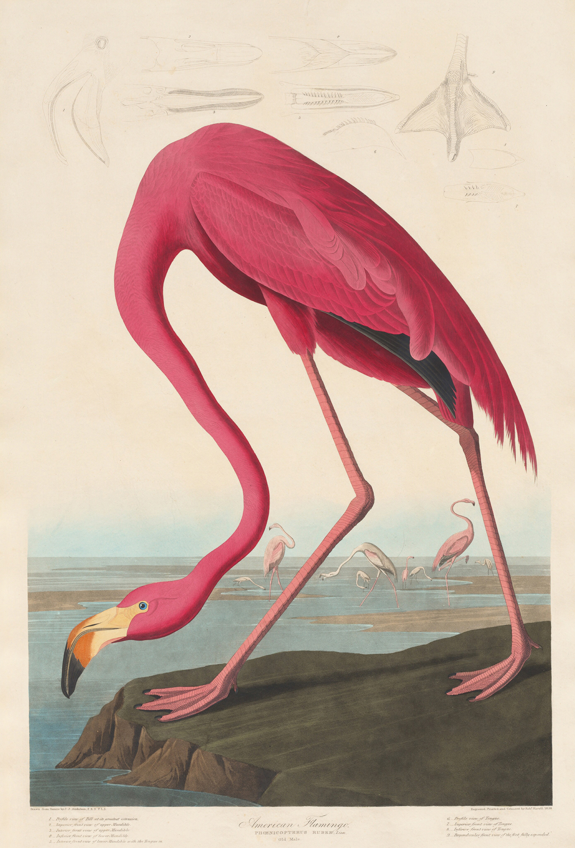 John James Audubon (engraved by Robert Havell), American Flamingo, from The Birds of America, double elephant folio edition, 1838