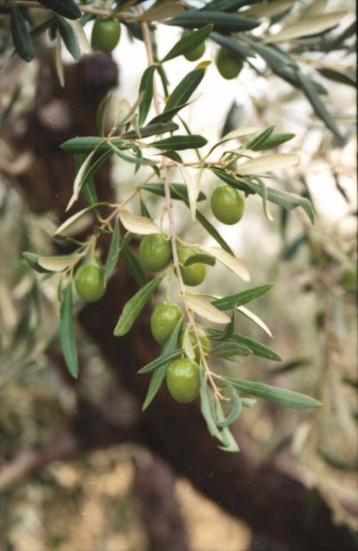 A Greek olive tree, as reproduces in Greece: The Cookbook