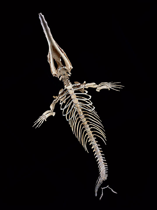 Robert Clark, The skeleton of a prehistoric whale. © Robert Clark 