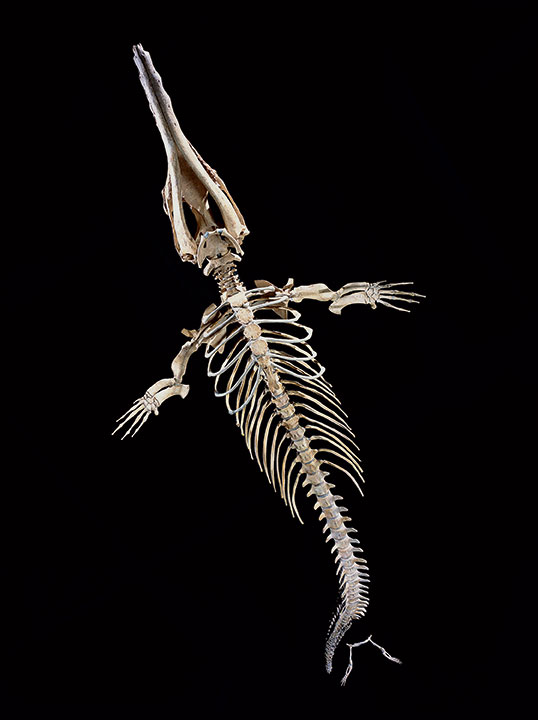 Robert Clark, The skeleton of a prehistoric whale. © Robert Clark