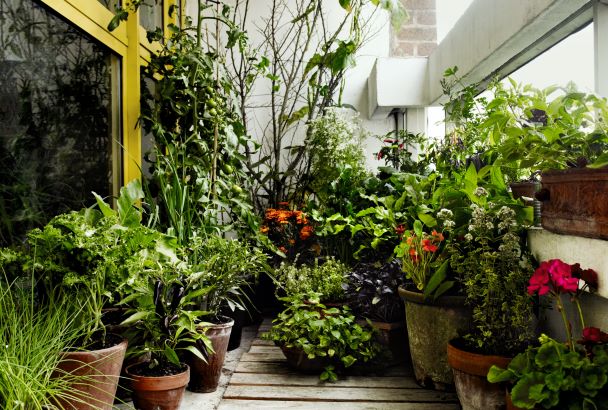 A container kitchen garden