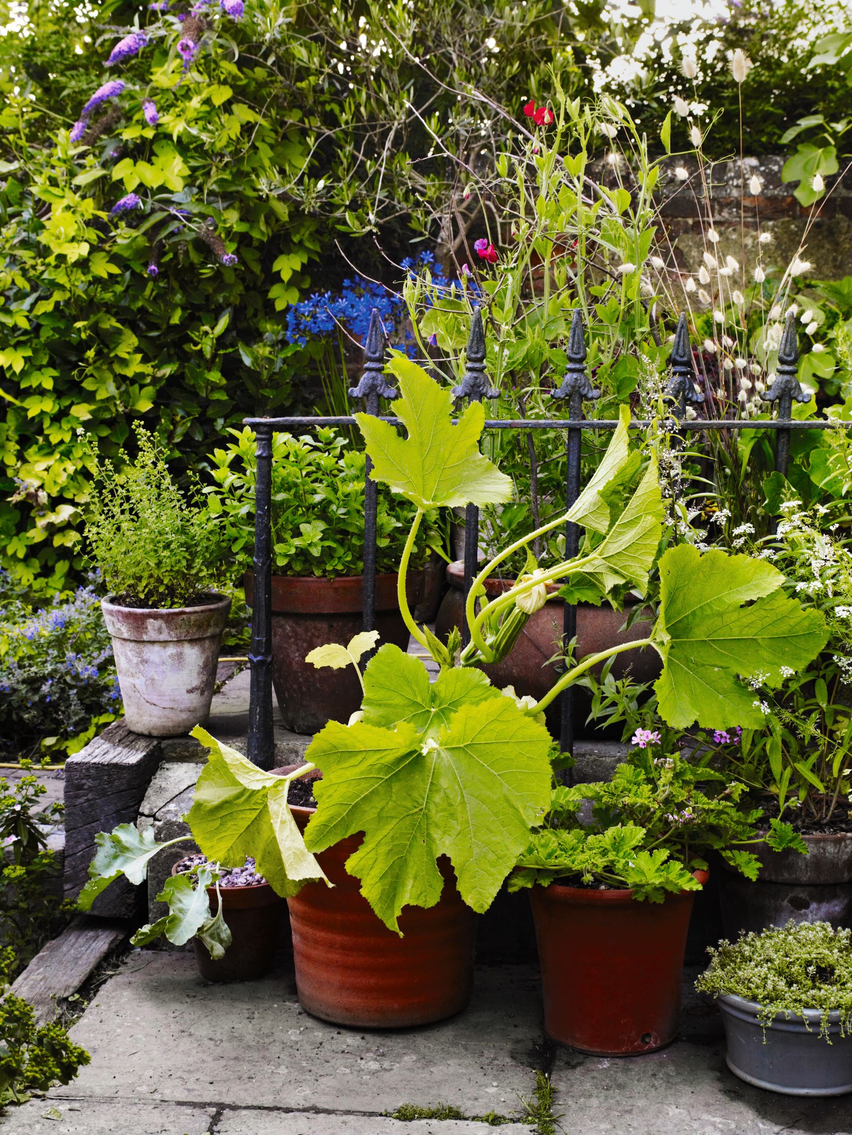 A container kitchen garden