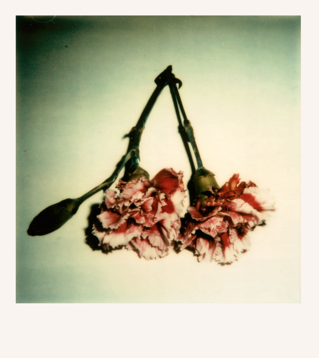 Untitled, 1975, Color Polaroid  © Robert Mapplethorpe Foundation. Mapplethorpe Flora: The Complete Flowers, Phaidon