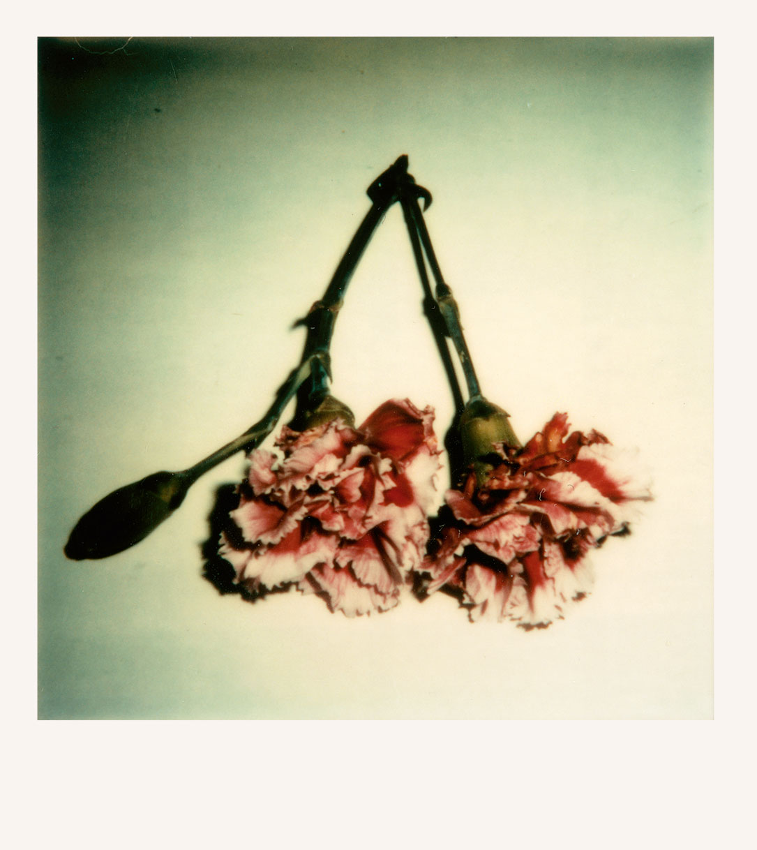 Untitled, 1975, Color Polaroid © Robert Mapplethorpe Foundation. Mapplethorpe Flora: The Complete Flowers, Phaidon