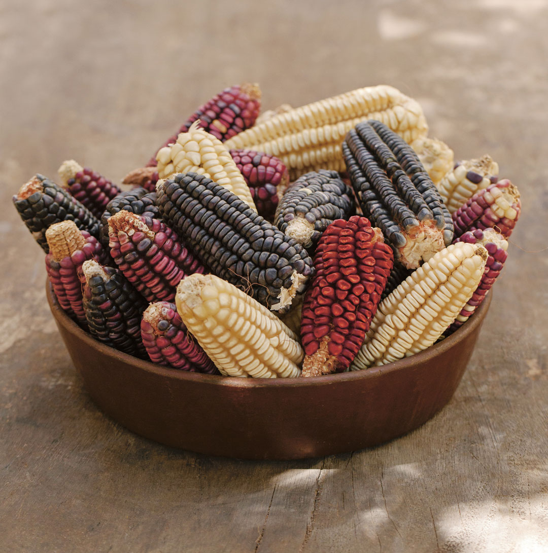 Varieties of corn, as featured in Tu Casa Mi Casa