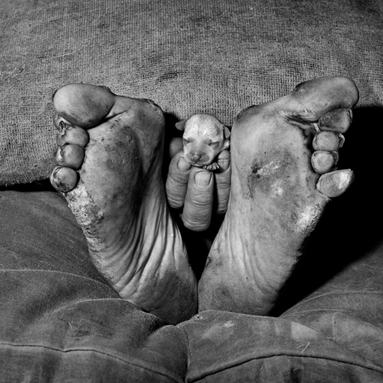 Roger Ballen, Puppy between feet (1999)