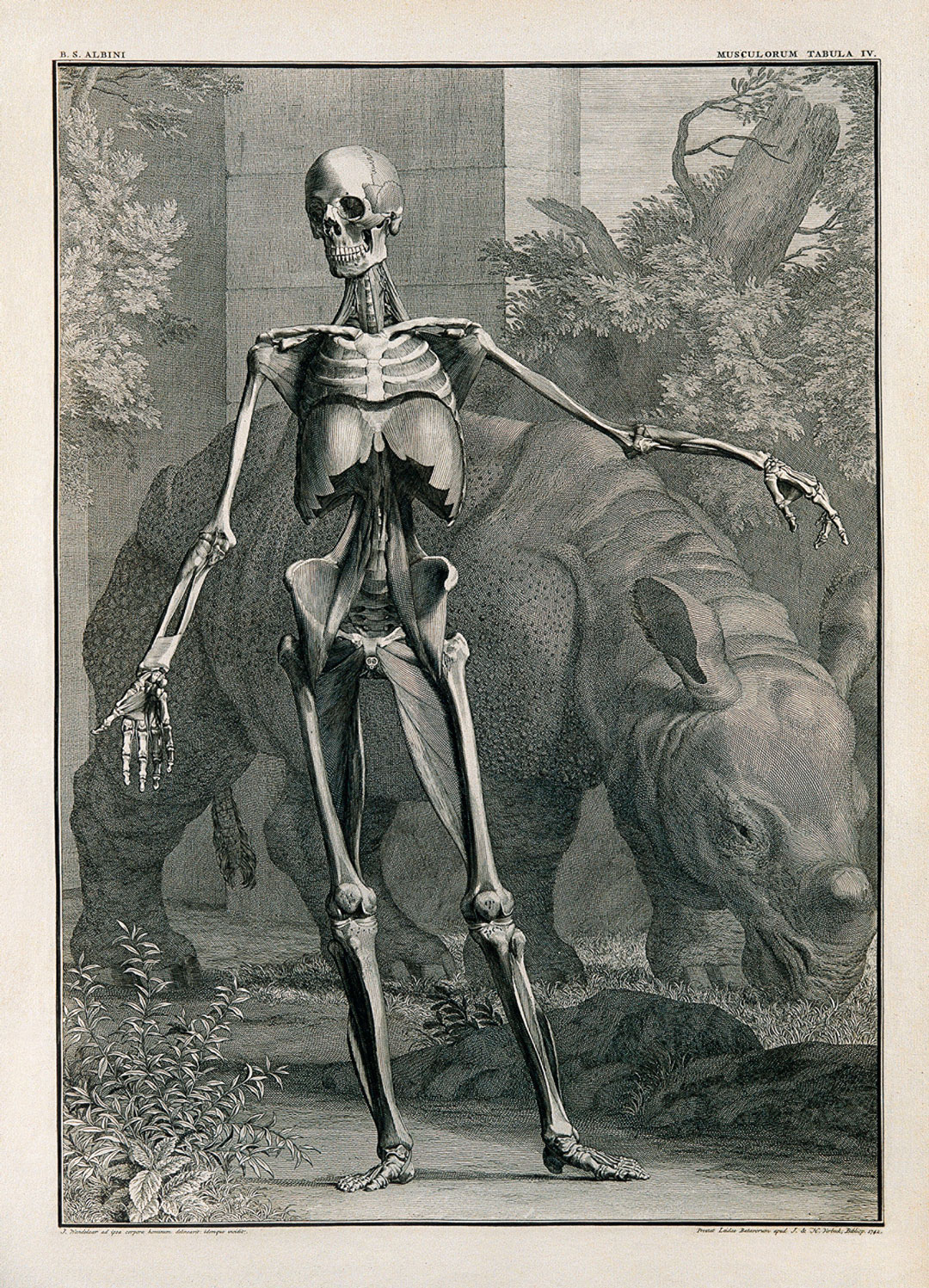 Plate IV from Tabulae sceleti et musculorum corporis humani, 1747, Jan Wandelaar, Bernhard Siegfried Albinus; engraving, 56.2 × 40 cm / 22 × 15¾ in, Wellcome Collection, London