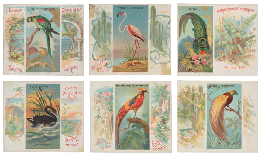 Birds of the Tropics, 1889 Chromolithograph cigarette cards, issued by Allen & Ginter. From Bird