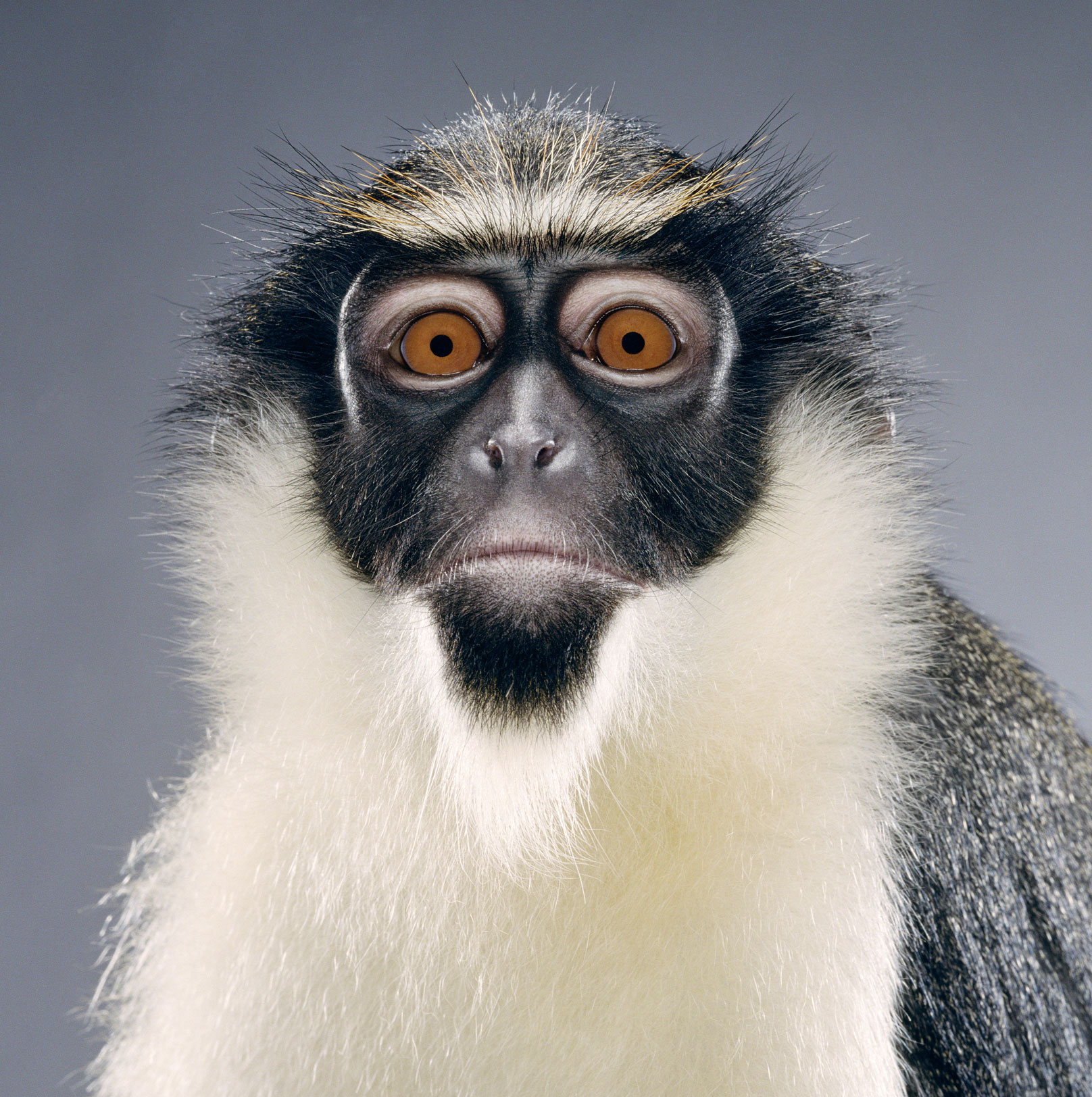 Astonishing Animals – The Diana Monkey