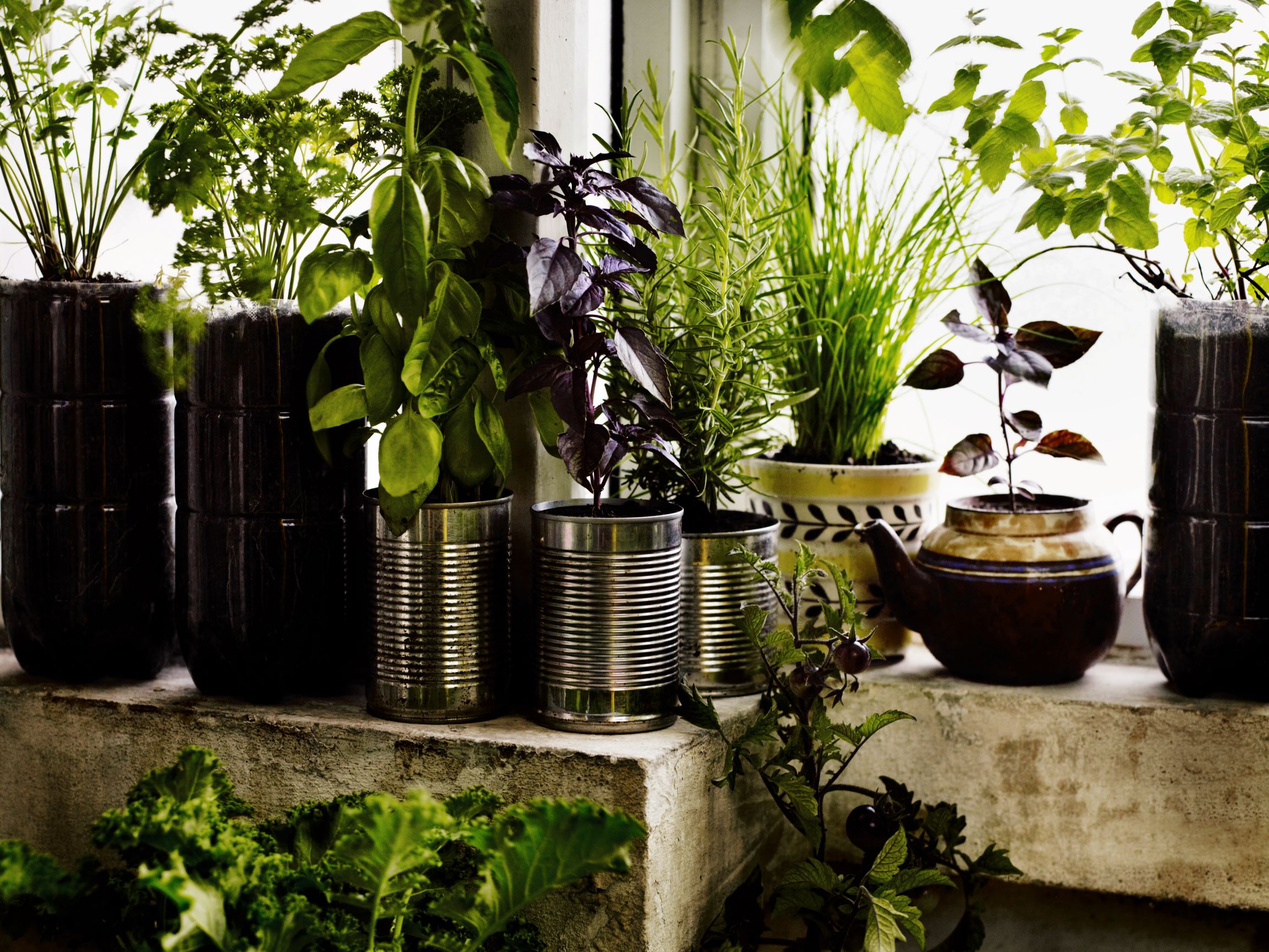 A container kitchen garden