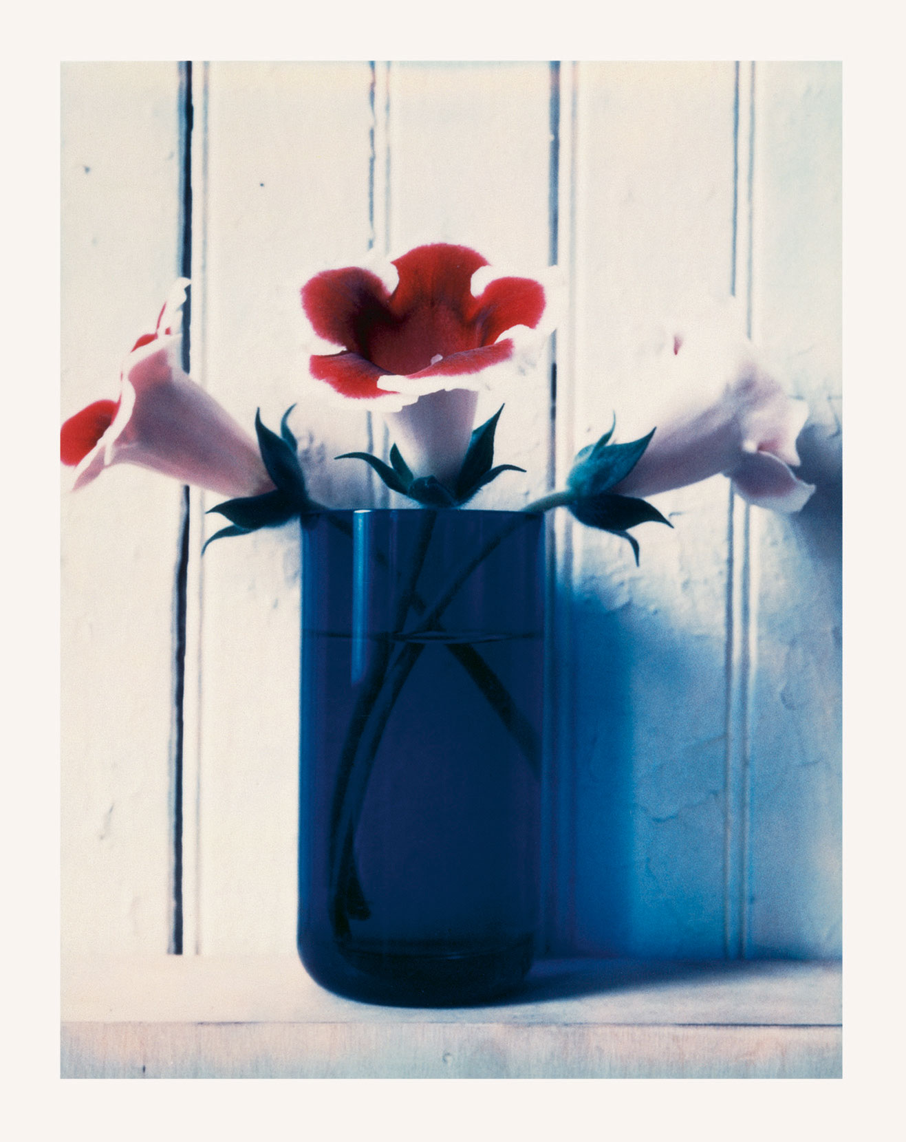 Untitled (flowers), 1975, Color Polaroid  © Robert Mapplethorpe Foundation. Mapplethorpe Flora: The Complete Flowers, Phaidon