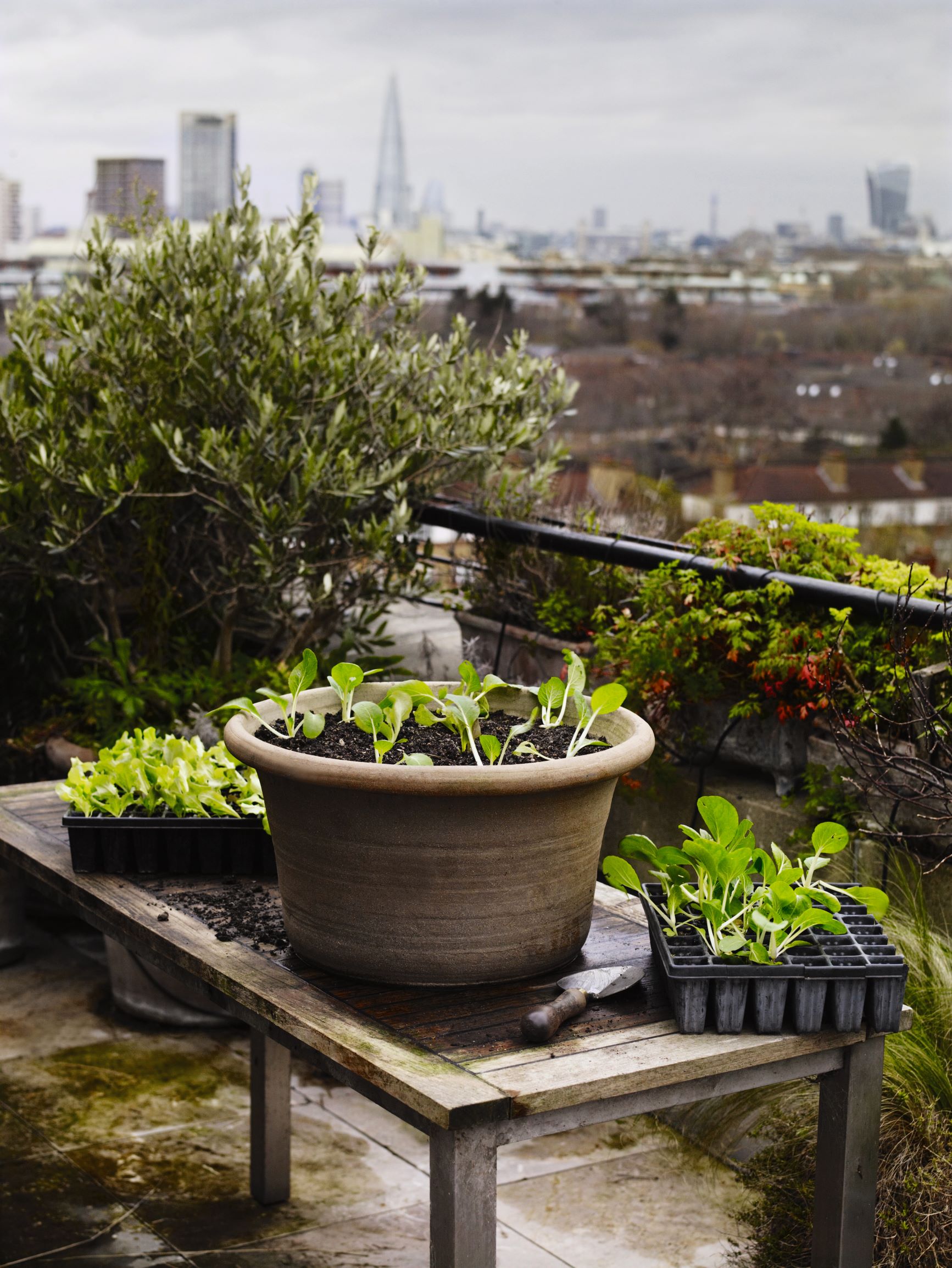 A simple container garden, as featured in Growing Fruit & Vegetables in Pots