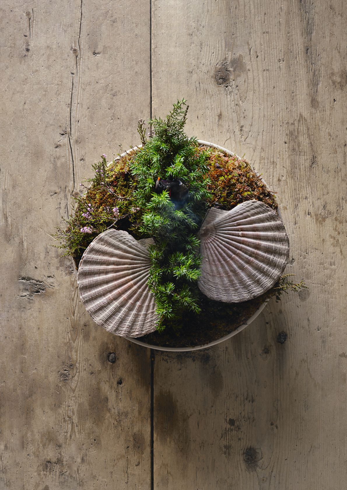 Scallop I skalet ur elden, cooked over burning juniper branches. Photograph: Erik Olsson