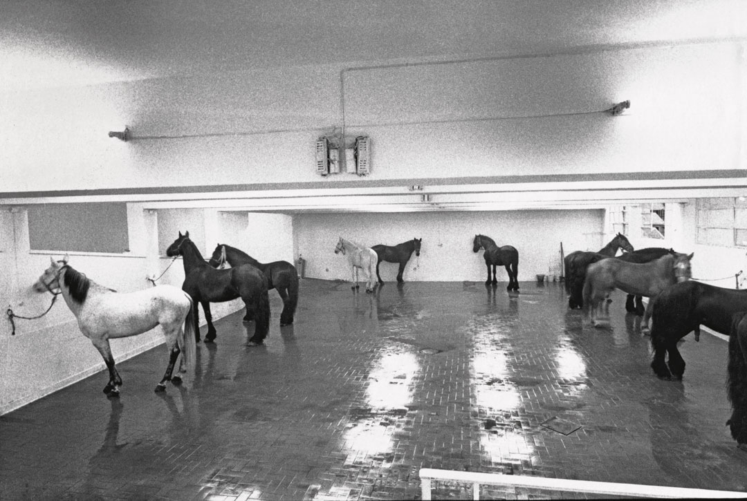 Jannis Kounellis, Untitled (Cavalli), 1967, 12 horses, installation view at Galleria L’attico, Rome, 1969. Artwork © Jannis Kounellis