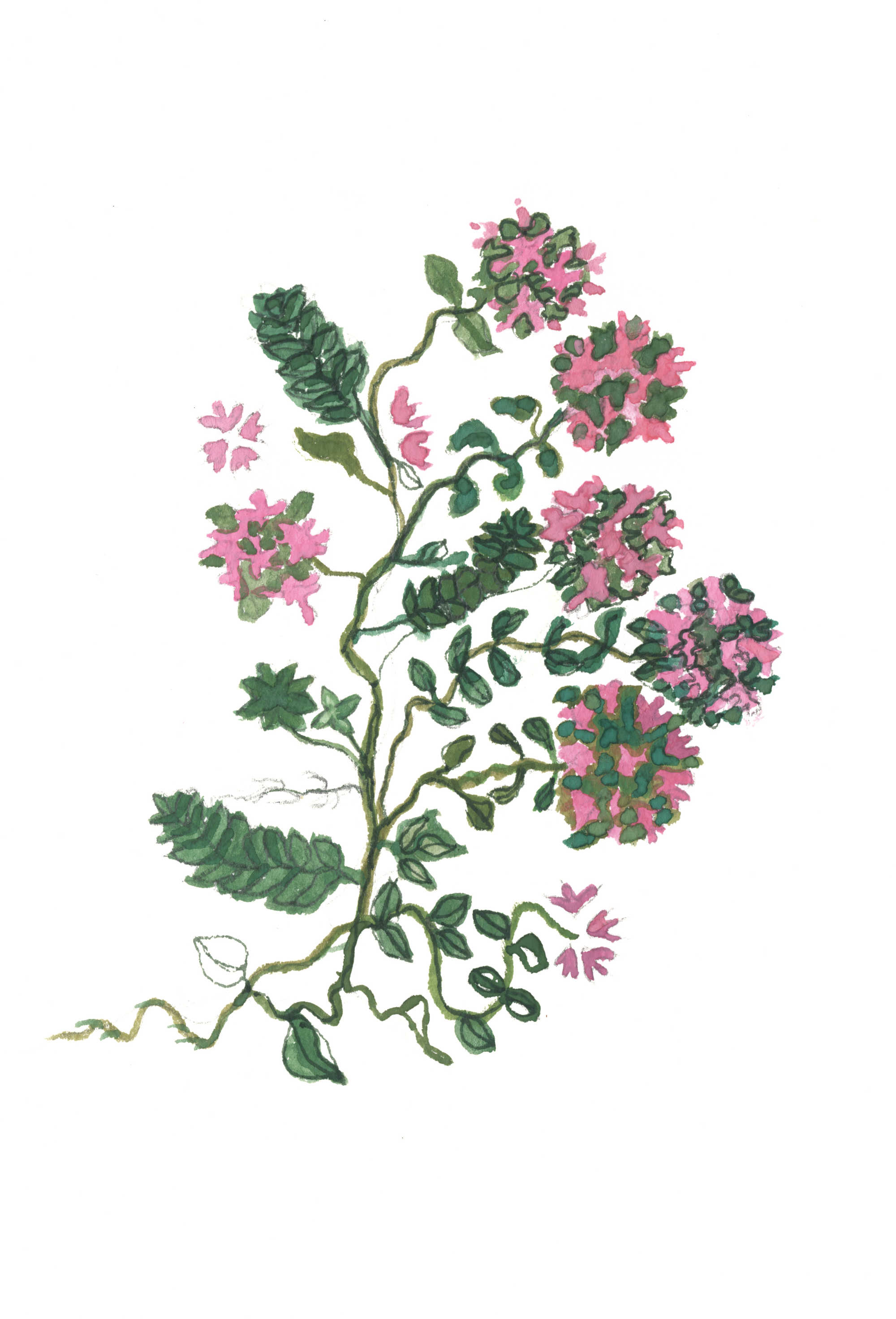 Arctic thyme. Illustration: Renate Feizaka. Slippurinn mixes this with vodka and pear cider to create one of its distinctive cocktails.