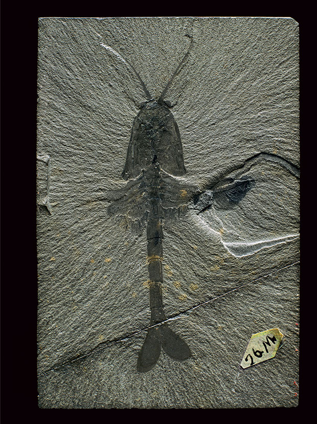 Robert Clark, Waptia fieldensis, from the Burgess Shale fossil beds of British Columbia. © Robert Clark