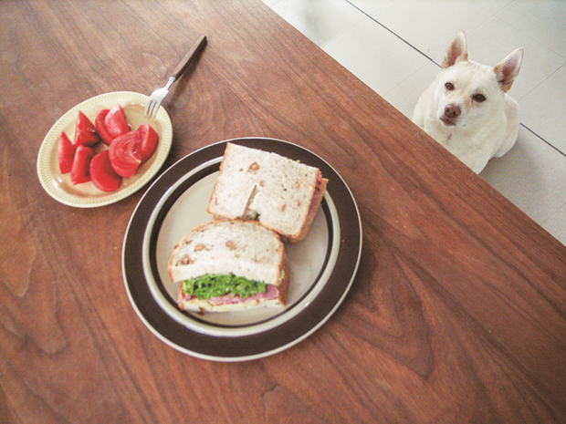 Pastrami and arugula (rocket) sandwich made with freshly baked multigrain bread, tomato wedges, and a dog. I can go for that. From Bread and a Dog