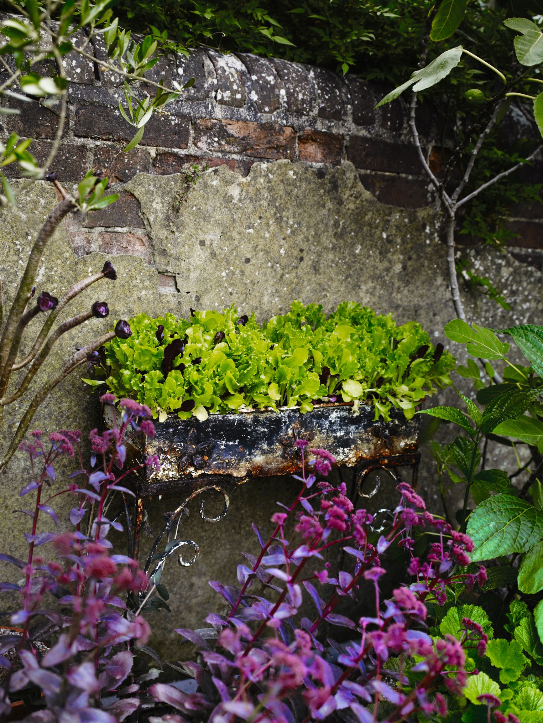 Salad crops at Great Dixter