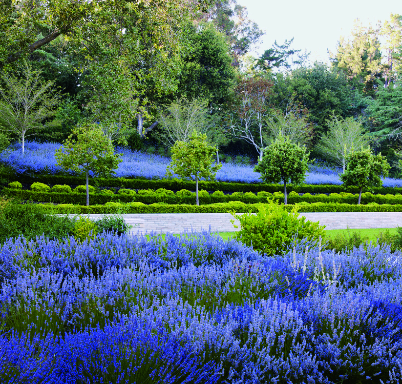 Colour. A garden in the suburban Bay Area, California, USA, designed by Andrea Cochran. Photo by Marion Brenner