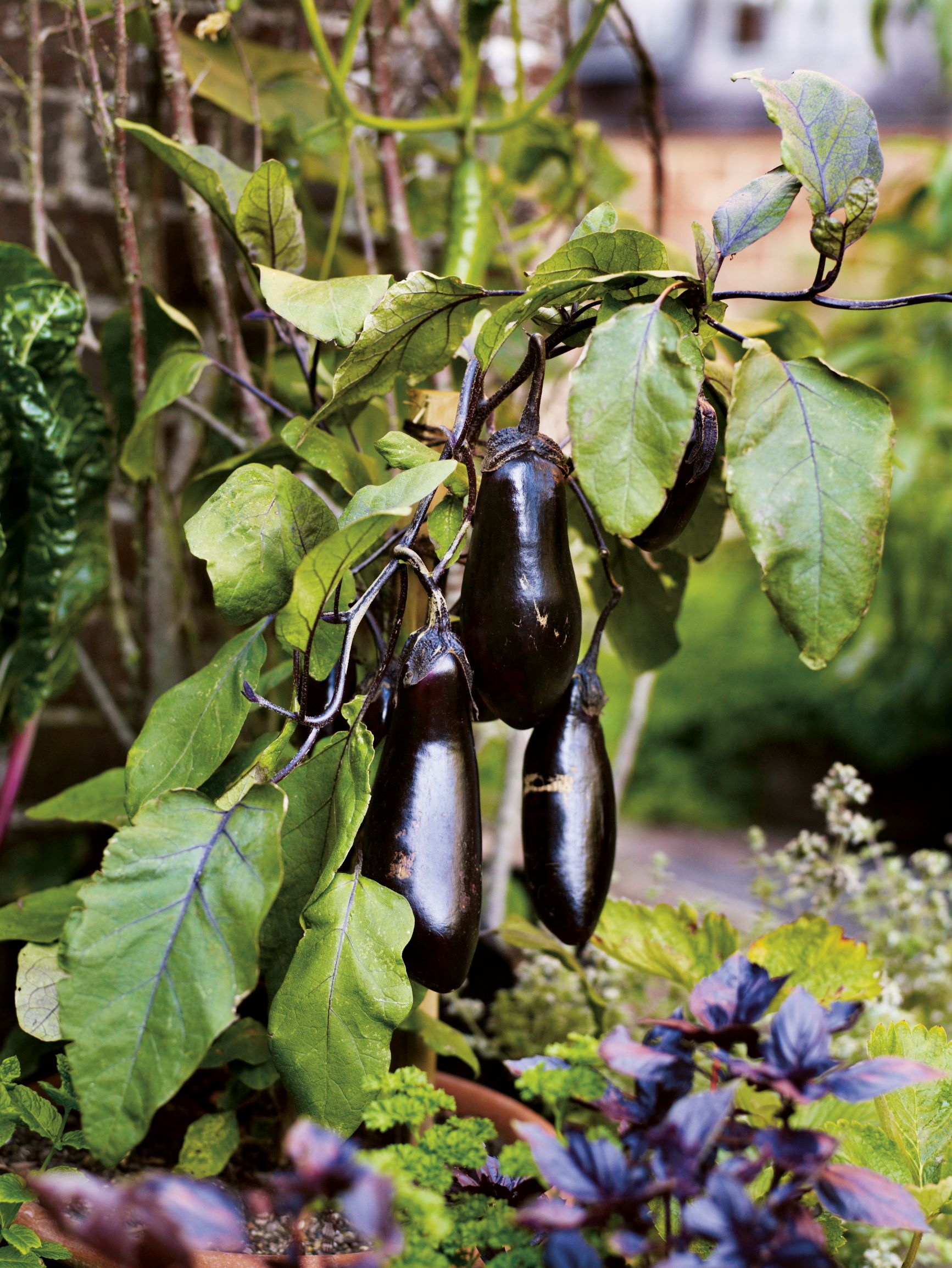 Aubergines at Great Dixter