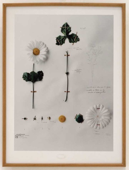 Herbario de plantas artificiales, (2002-2011)  by Alberto Baraya