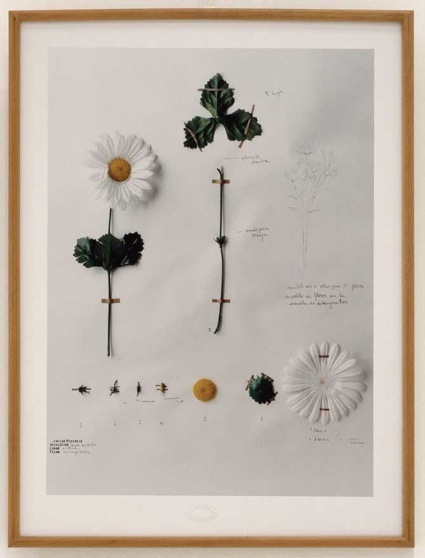 Herbario de plantas artificiales, (2002-2011) by Alberto Baraya