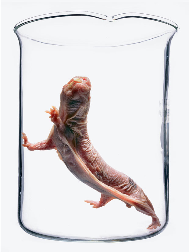 Naked mole rat (Heterocephalus glaber) by Robert Clark. © Robert Clark. From Evolution: A Visual Record