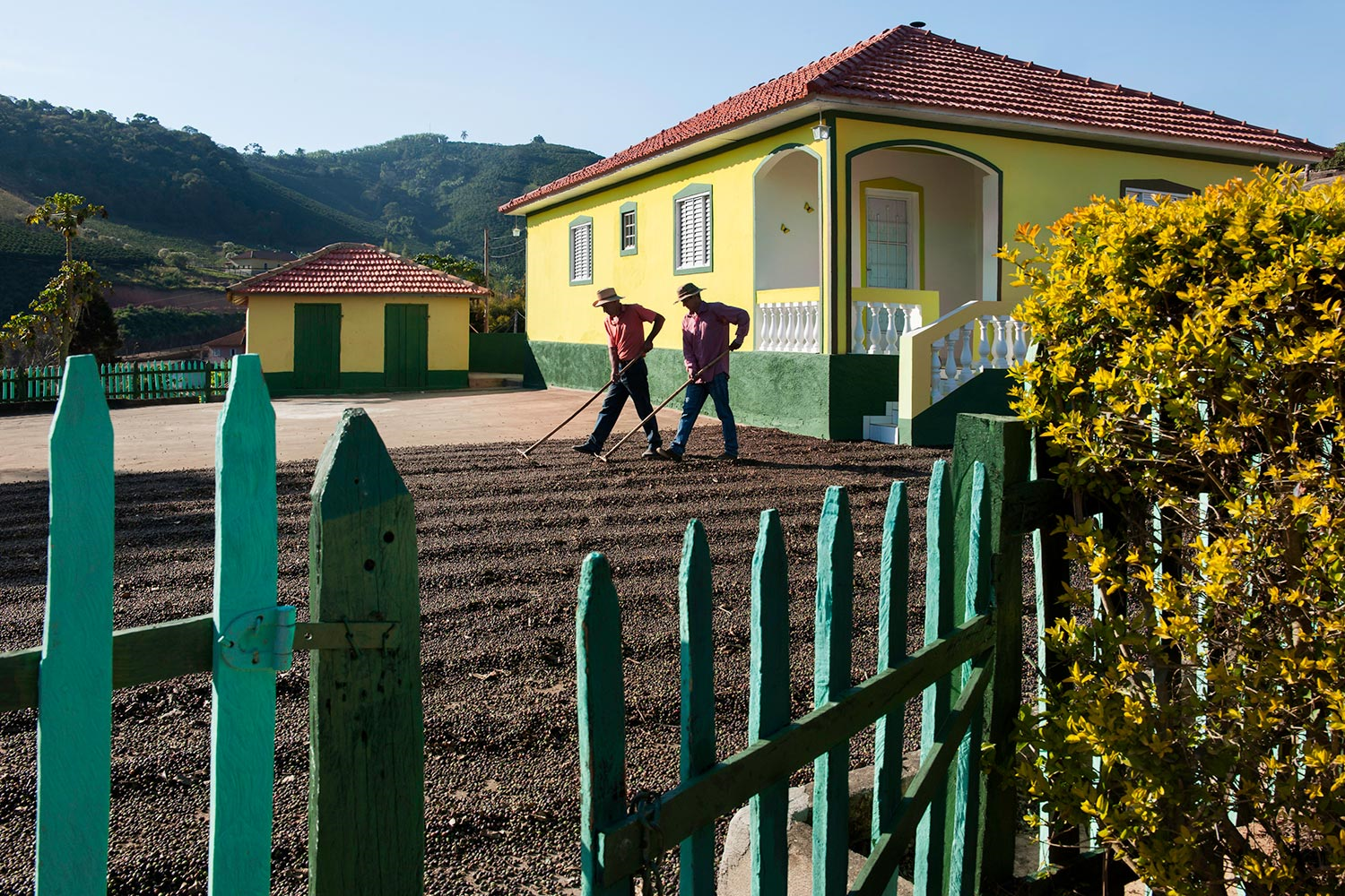 Farmers spread coffee beans to dry, Lambari, Brazil, 2010