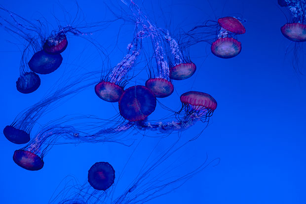 Jellyfish by Robert Clark. © Robert Clark. From Evolution: A Visual Record