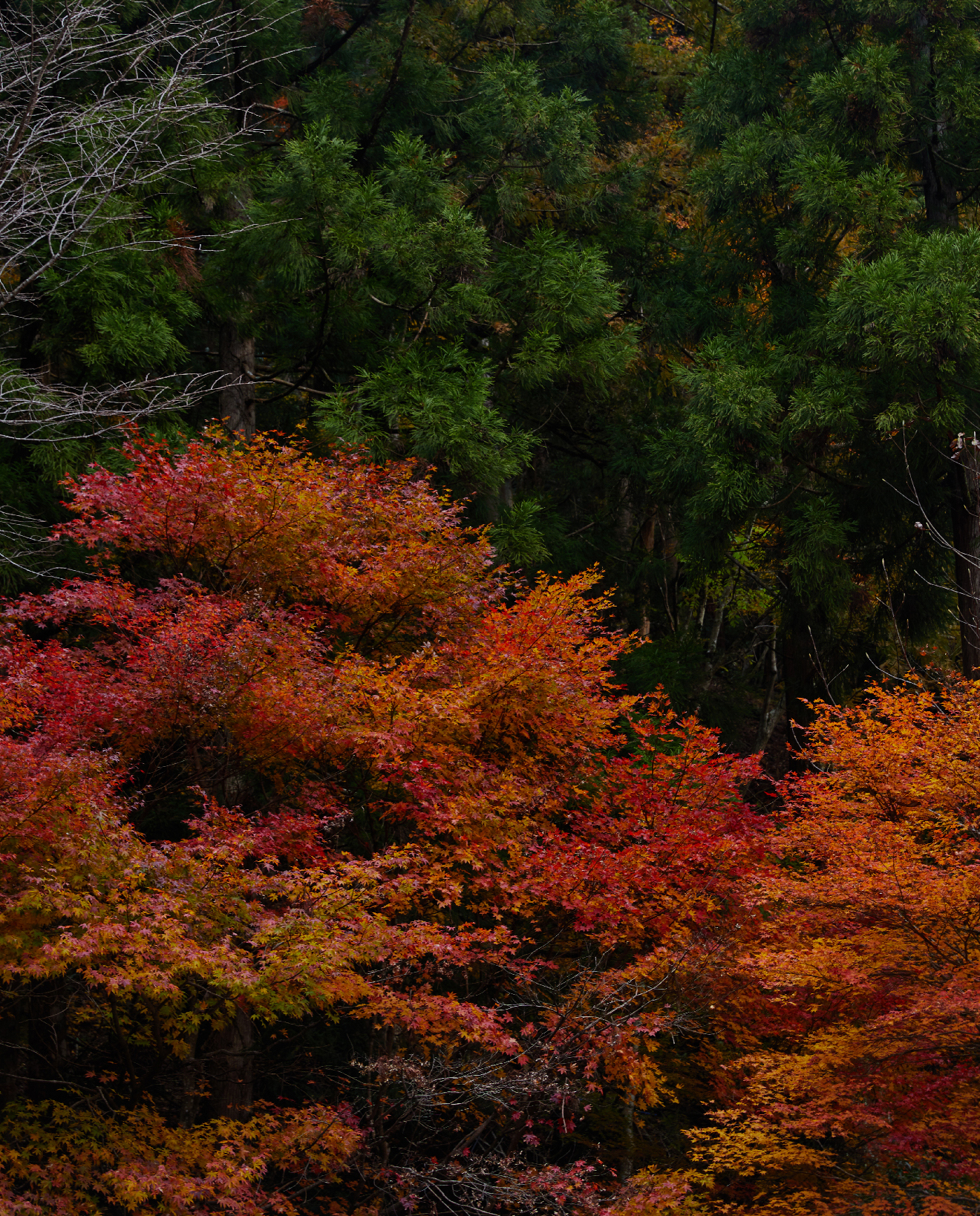 Trees near monk