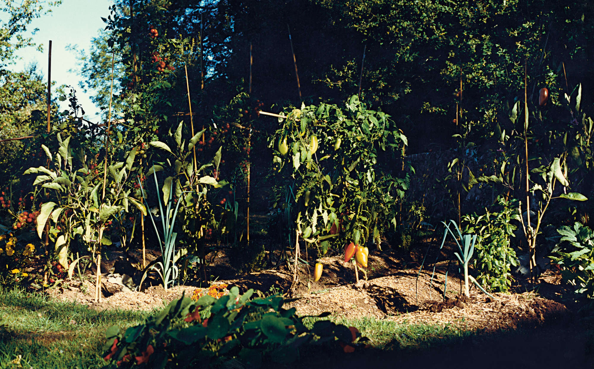 D’une île’s kitchen garden in September. Photographs by Alexandre Guirkinger
