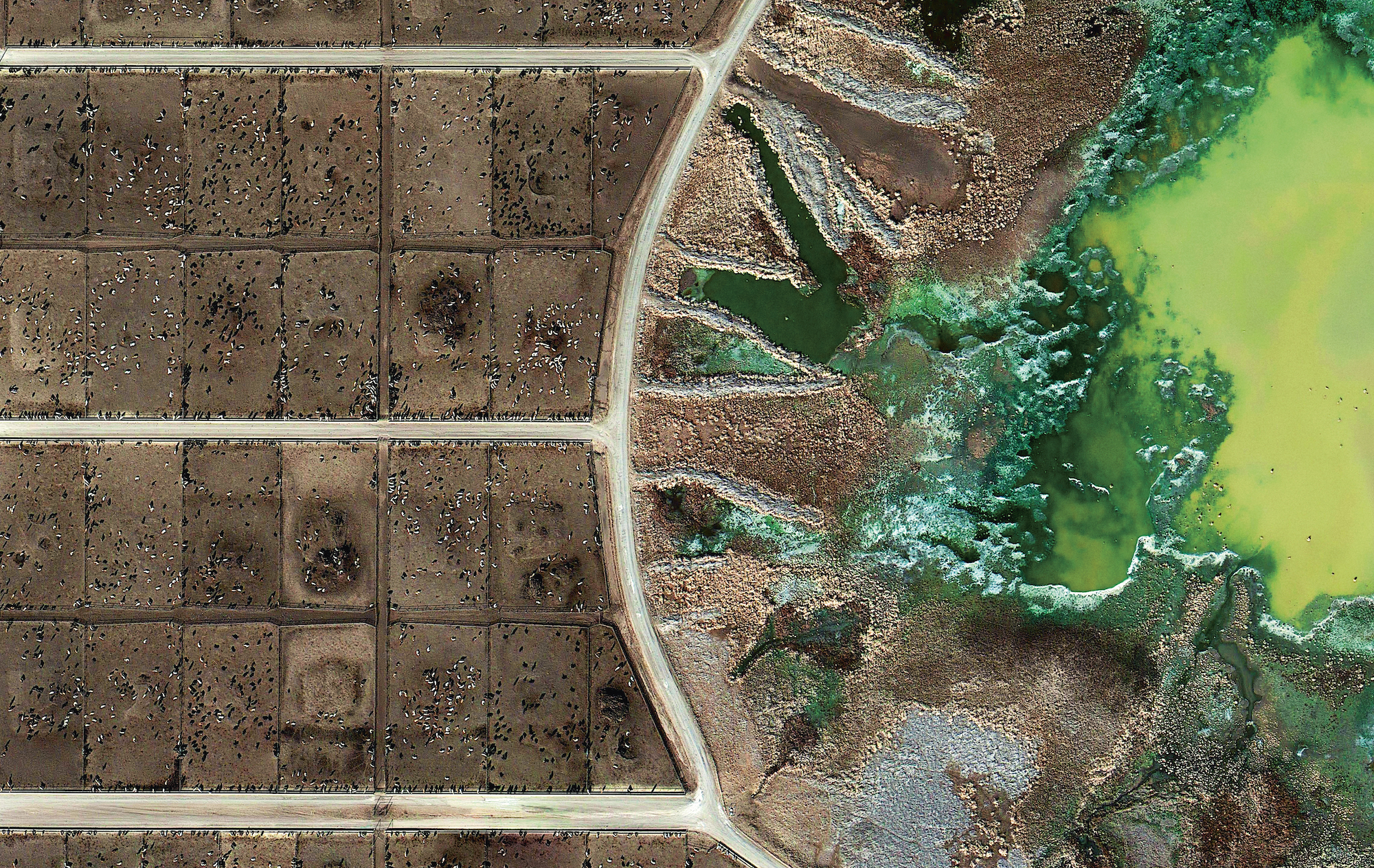 Feedlots, Mishka Henner, 2012–13. © Mishka Henner