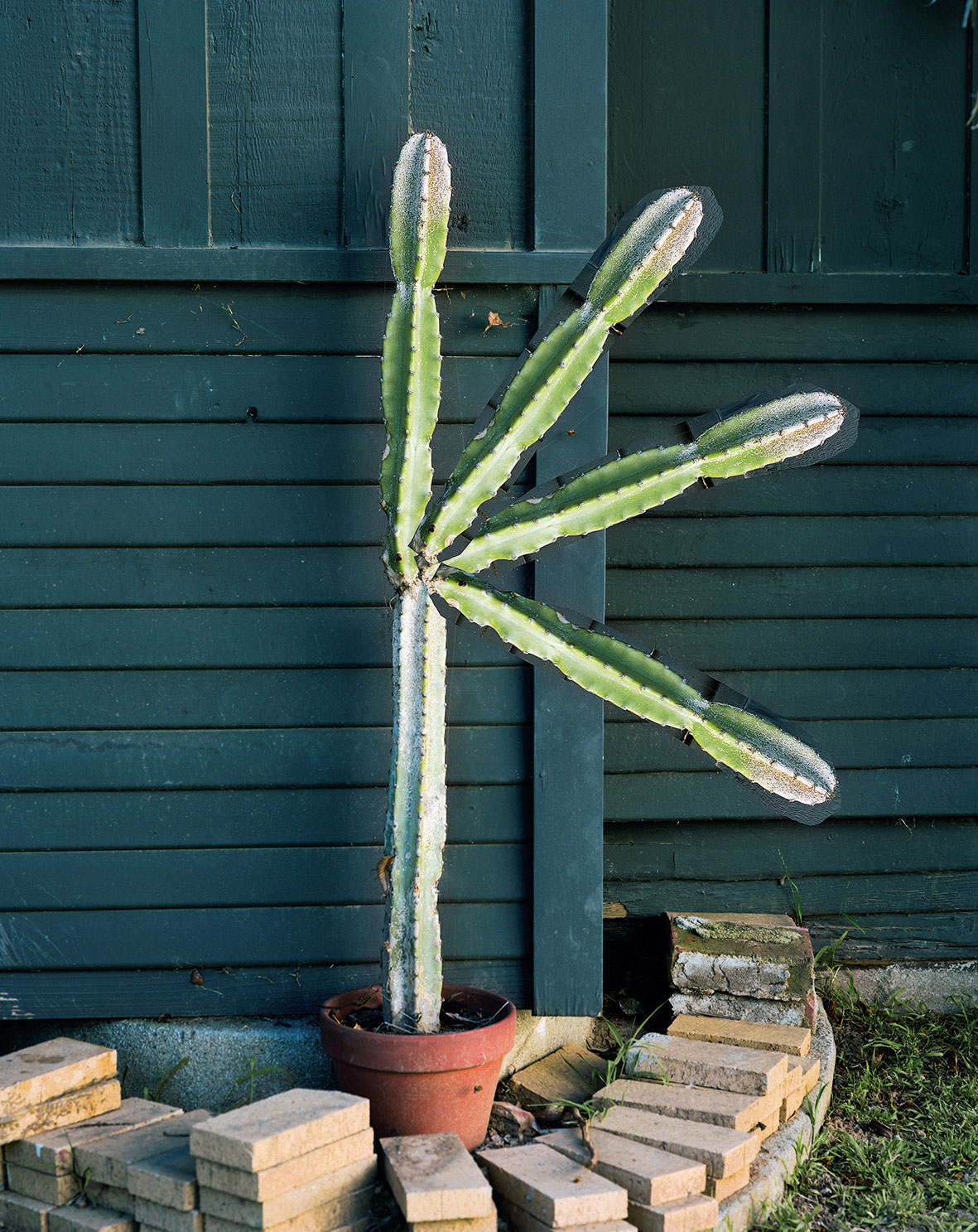 Cactus action, image courtesy of Erik Kessels. From Failed It!