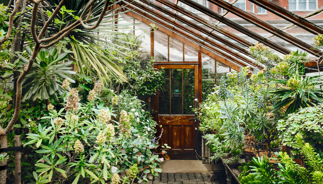 Chelsea Physic Garden, London