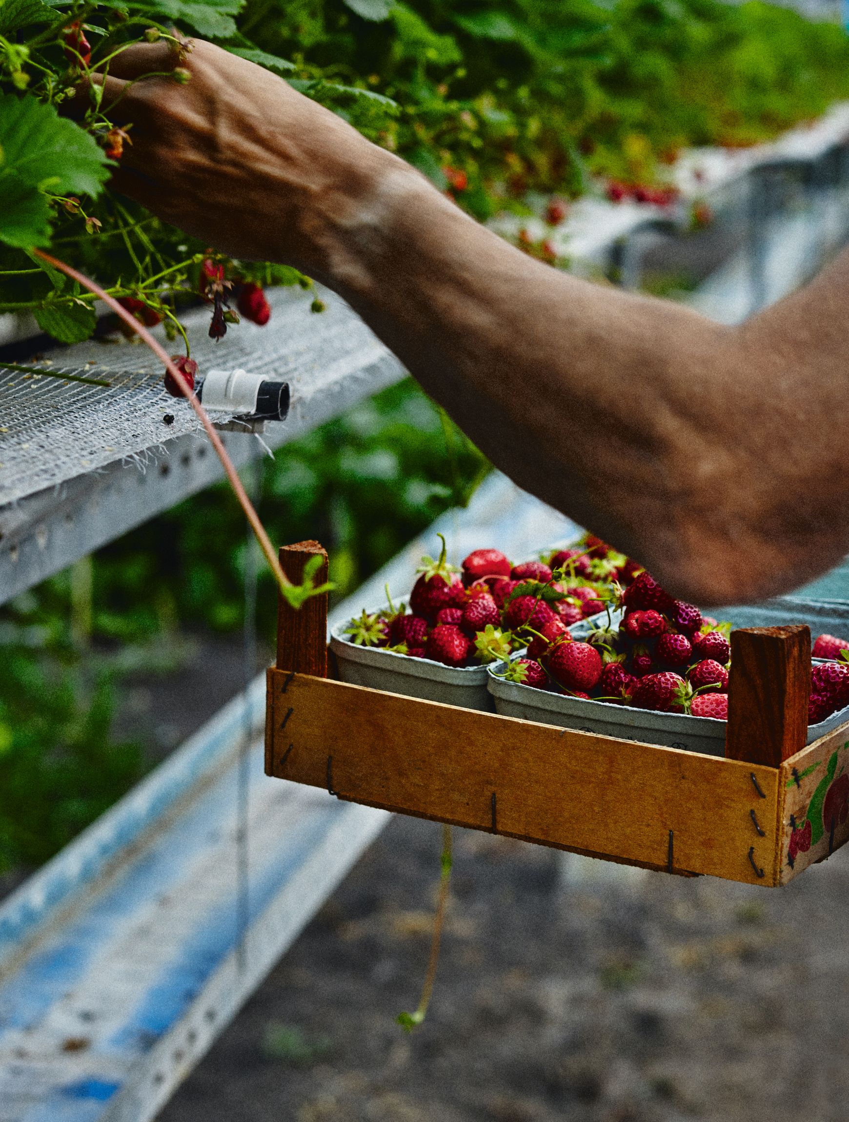 Strawberry picking at Restaurant de Kas, from The Garden Chef 